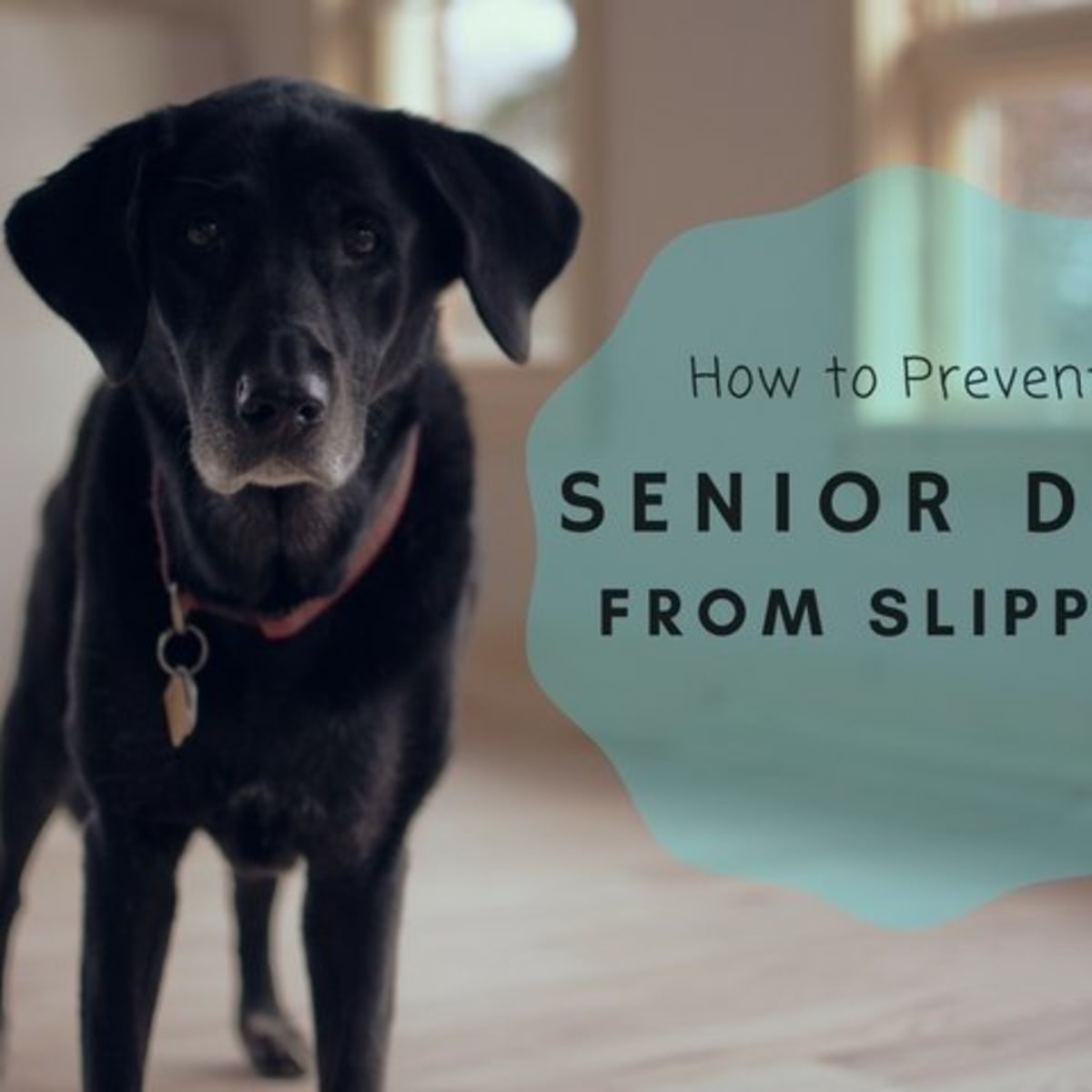 15 Ways To Keep An Old Dog From Slipping On The Floor Pethelpful By Fellow Animal And Experts 15 Ways To Keep An Old Dog From Slipping On The Floor Pethelpful By Fellow Animal And Experts