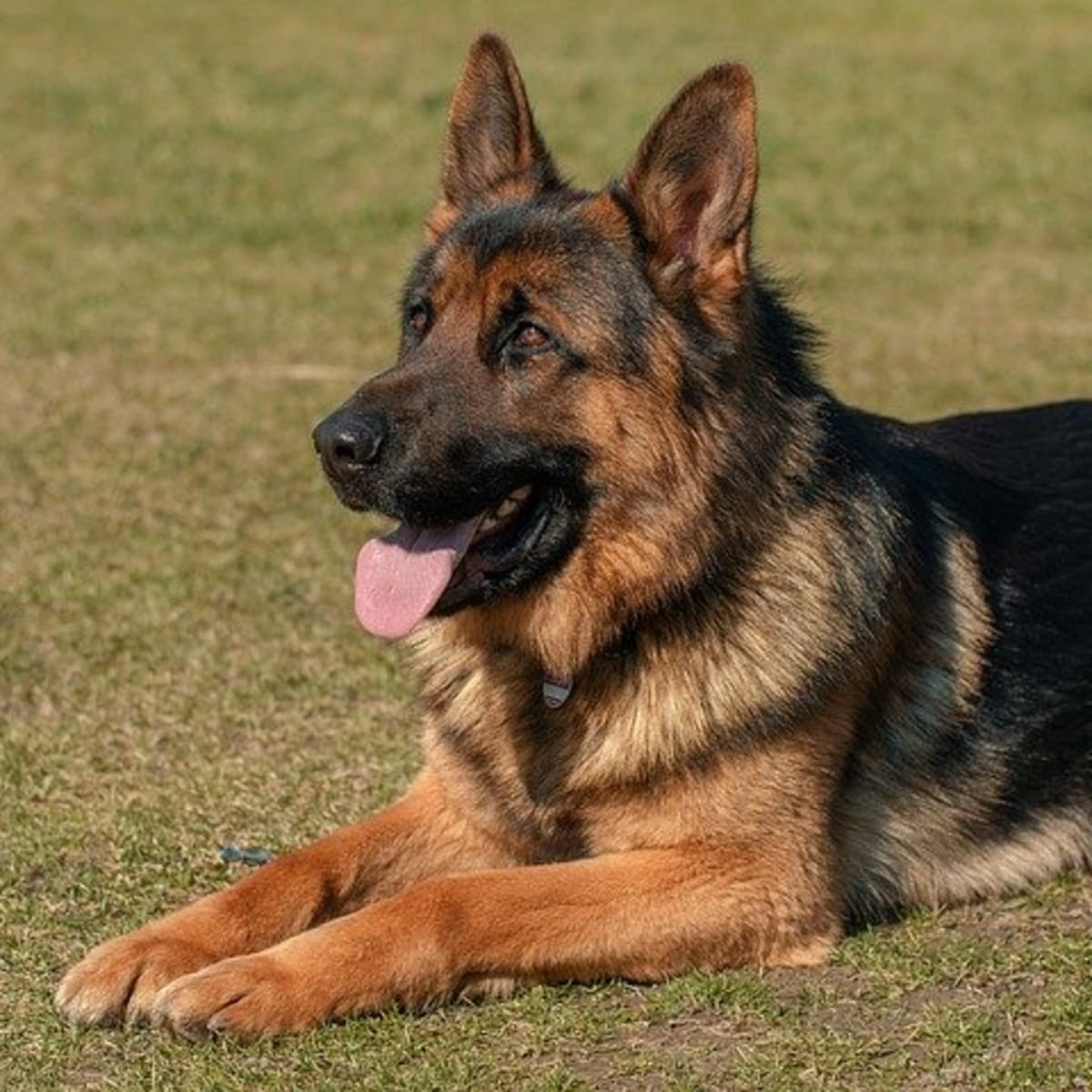 Download Tips For German Shepherd Dog Training Pethelpful By Fellow Animal Lovers And Experts
