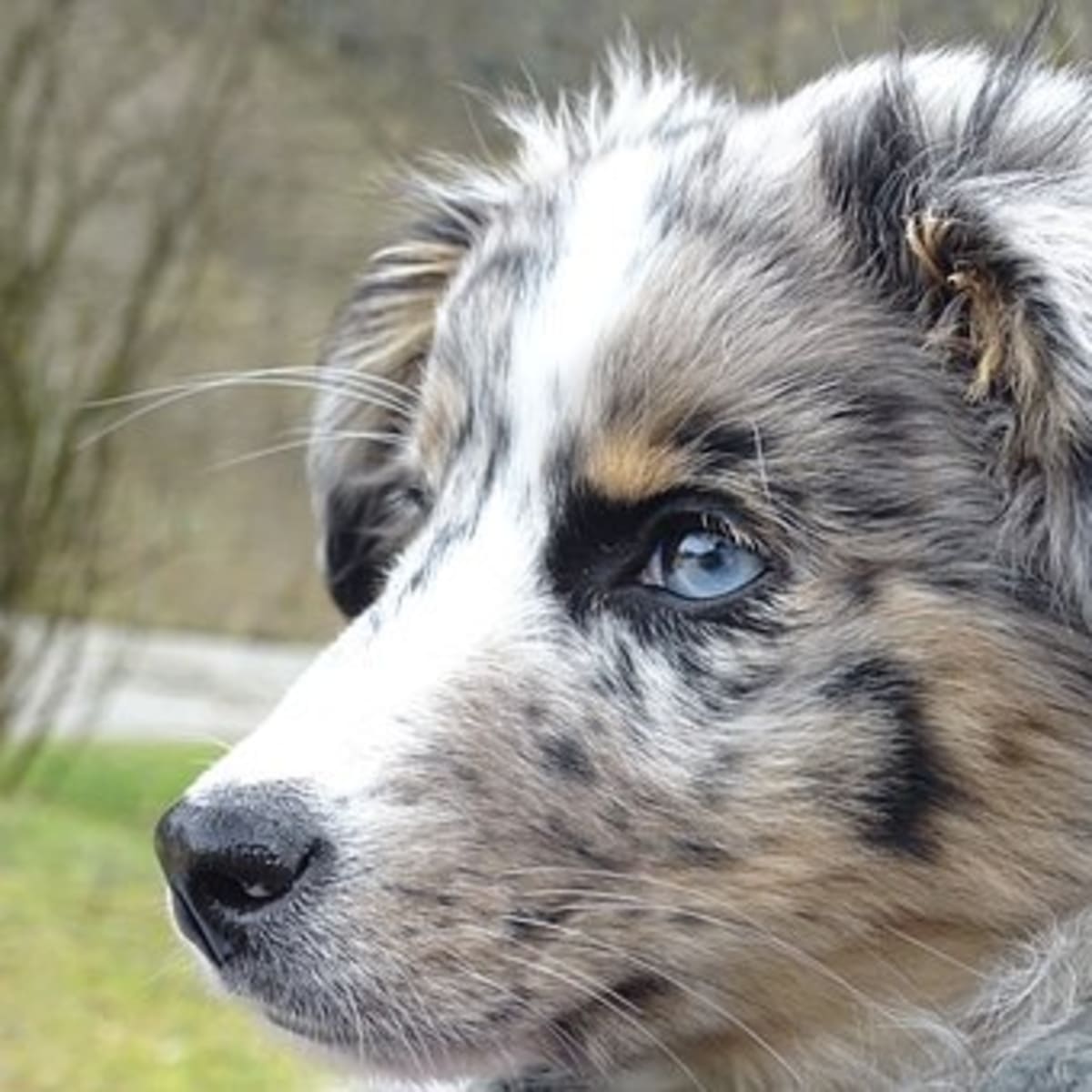 25 Australian Slang Names For Your Australian Shepherd Pethelpful By Fellow Animal Lovers And Experts
