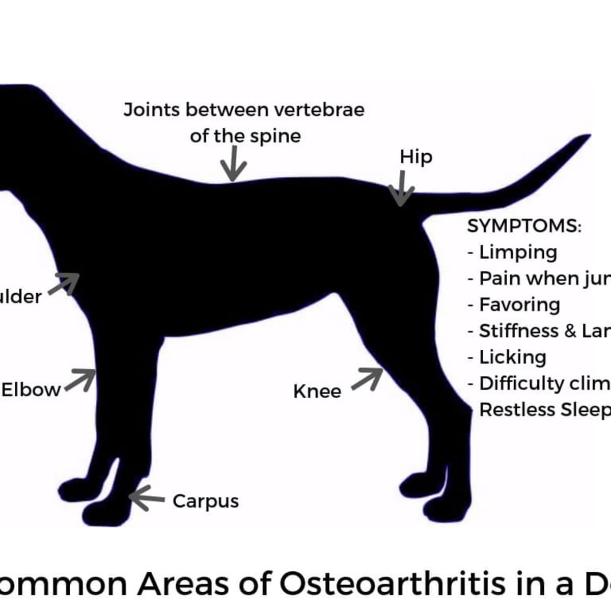 chicken dog breed