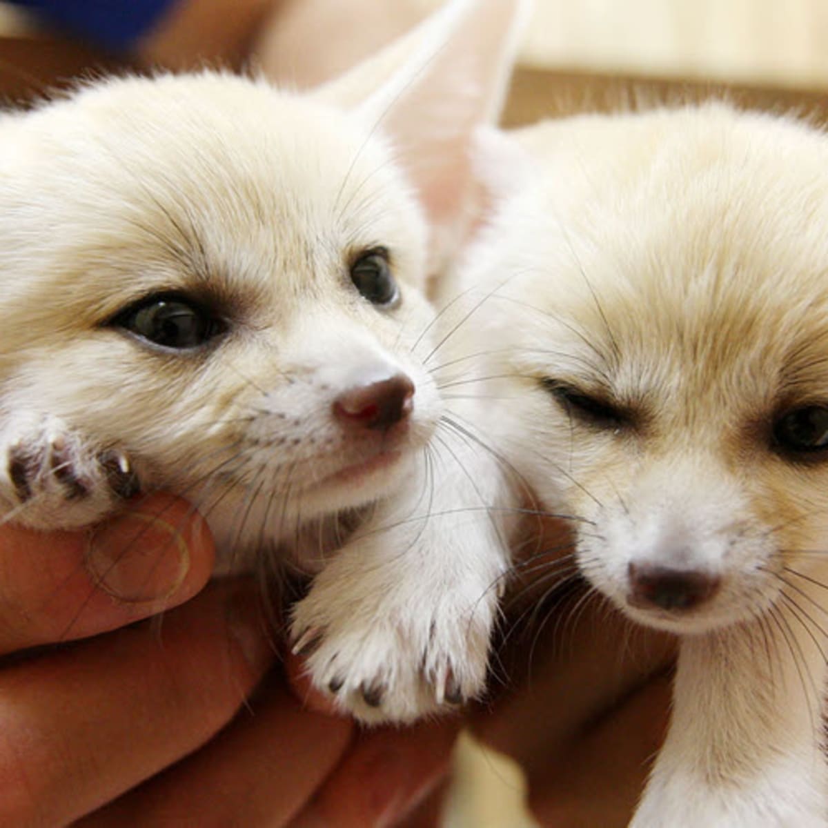 Fennec Foxes As Pets Are They Right For You Pethelpful