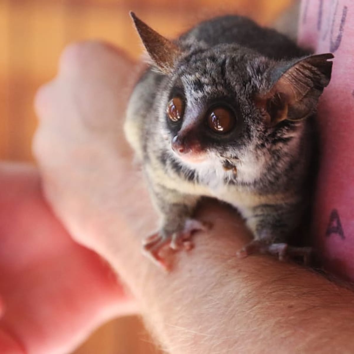 Introduction To Bush Babies As Pets Pethelpful