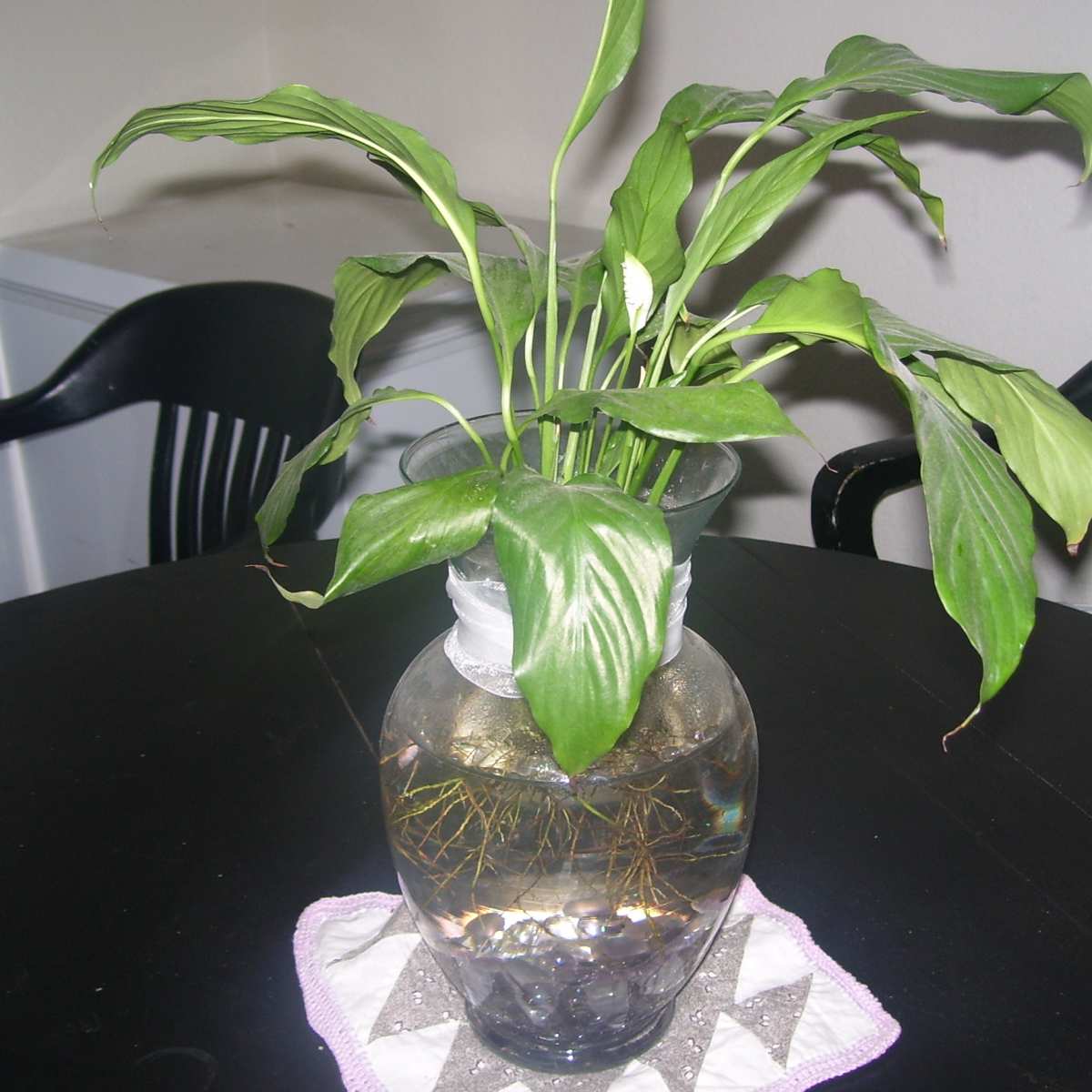 ponytail palm plants for sale Ponytail Palm main image 0