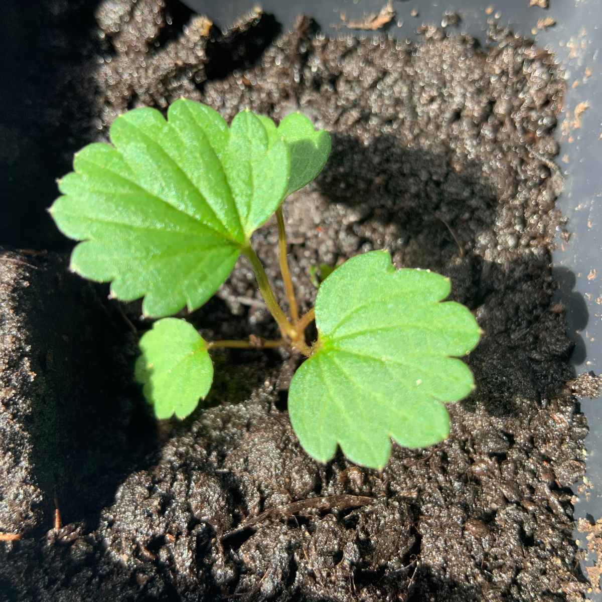 How to Grow Strawberries from Seed - HubPages