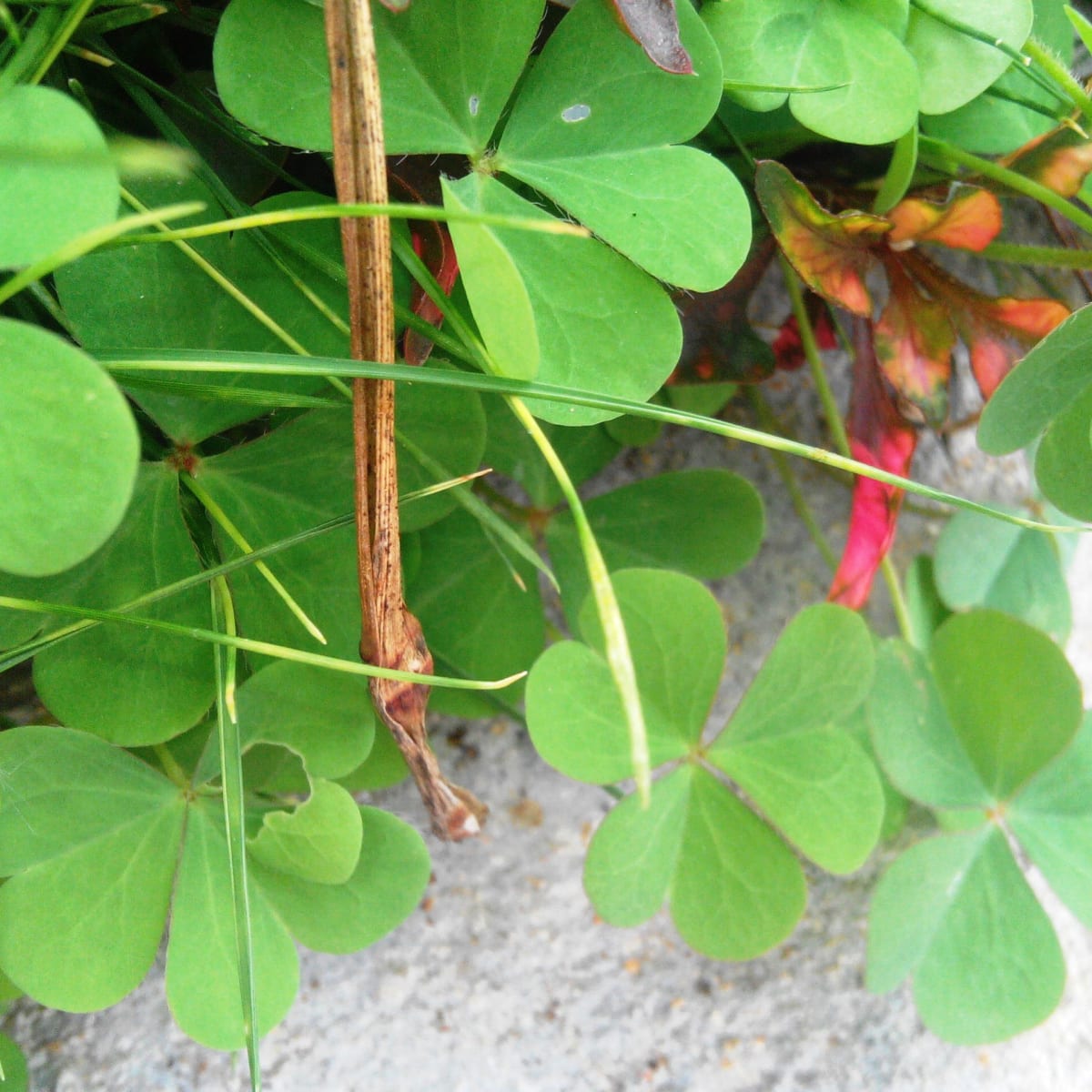 Health Benefits Of Oxalis Corniculata Puliyarila Hubpages