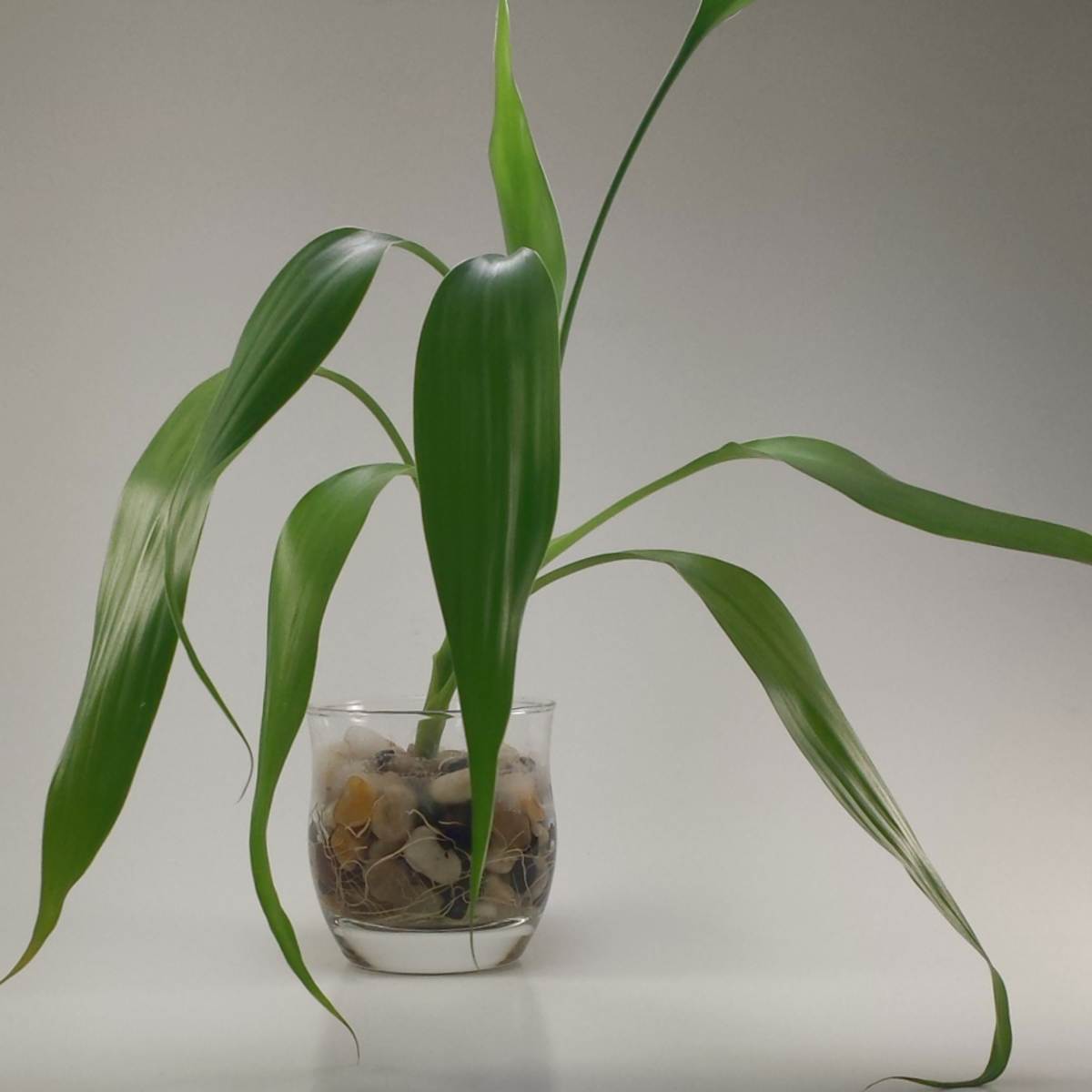 buy lucky bamboo Lucky Bamboo 12