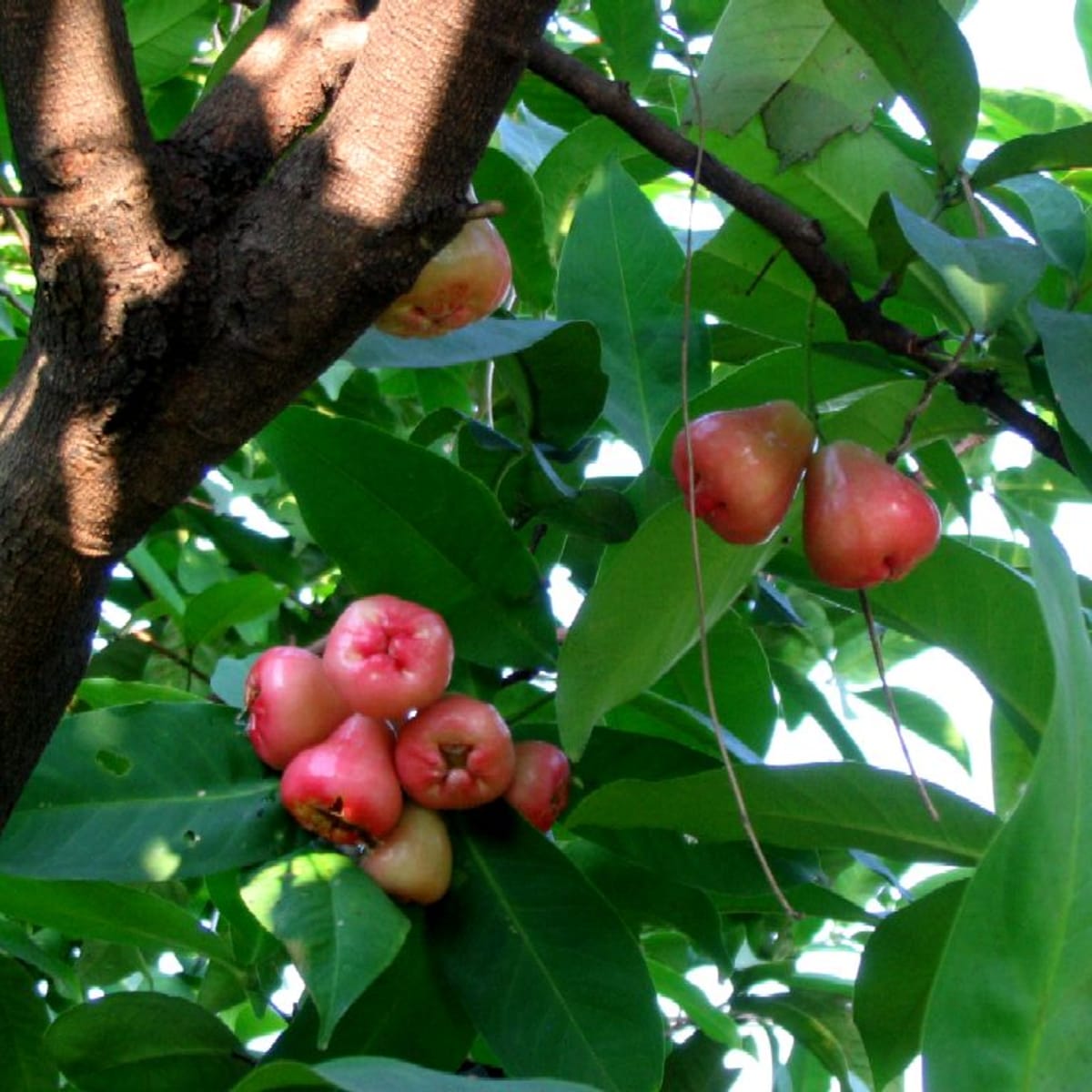 Apple Java