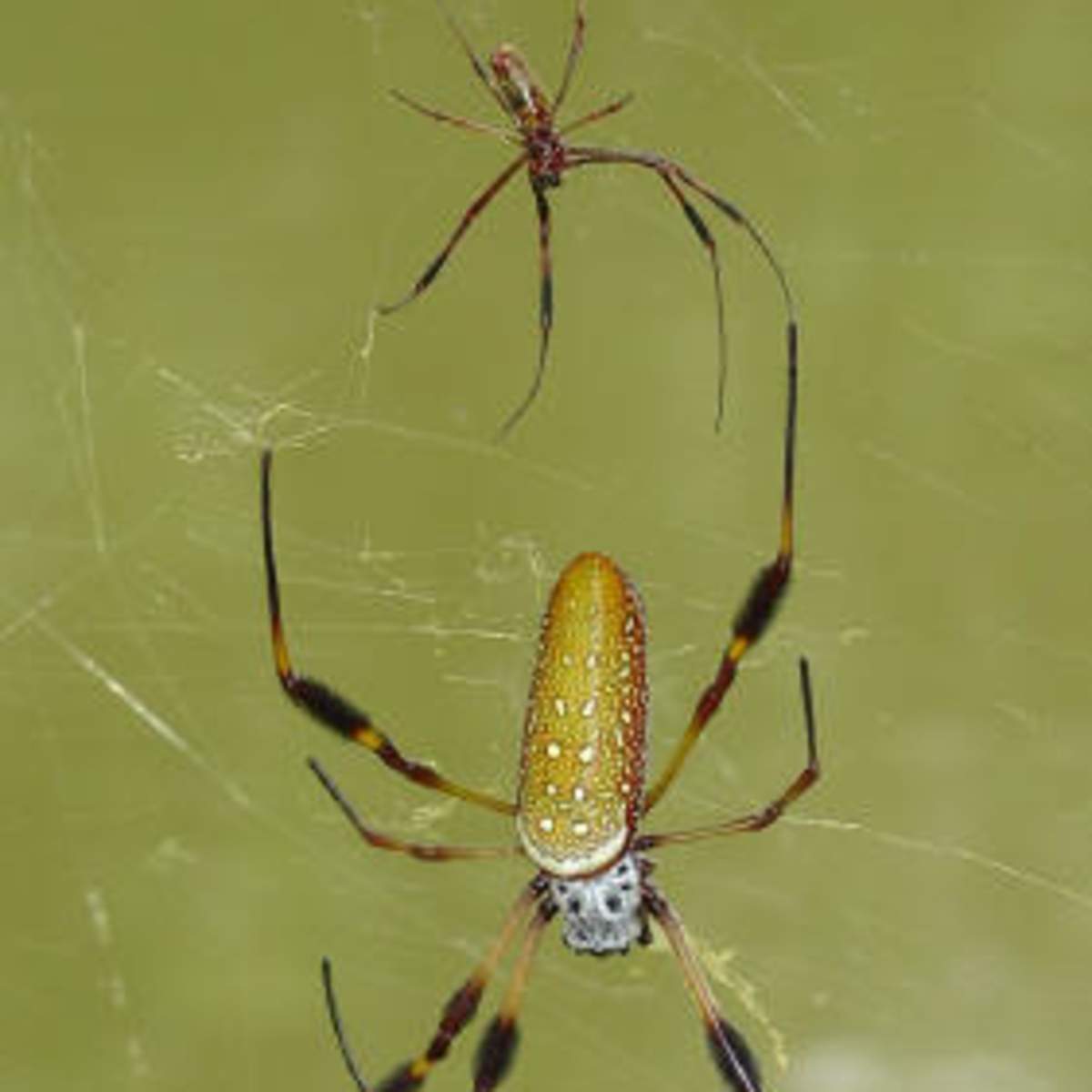 Interview With Banana Spider Hubpages