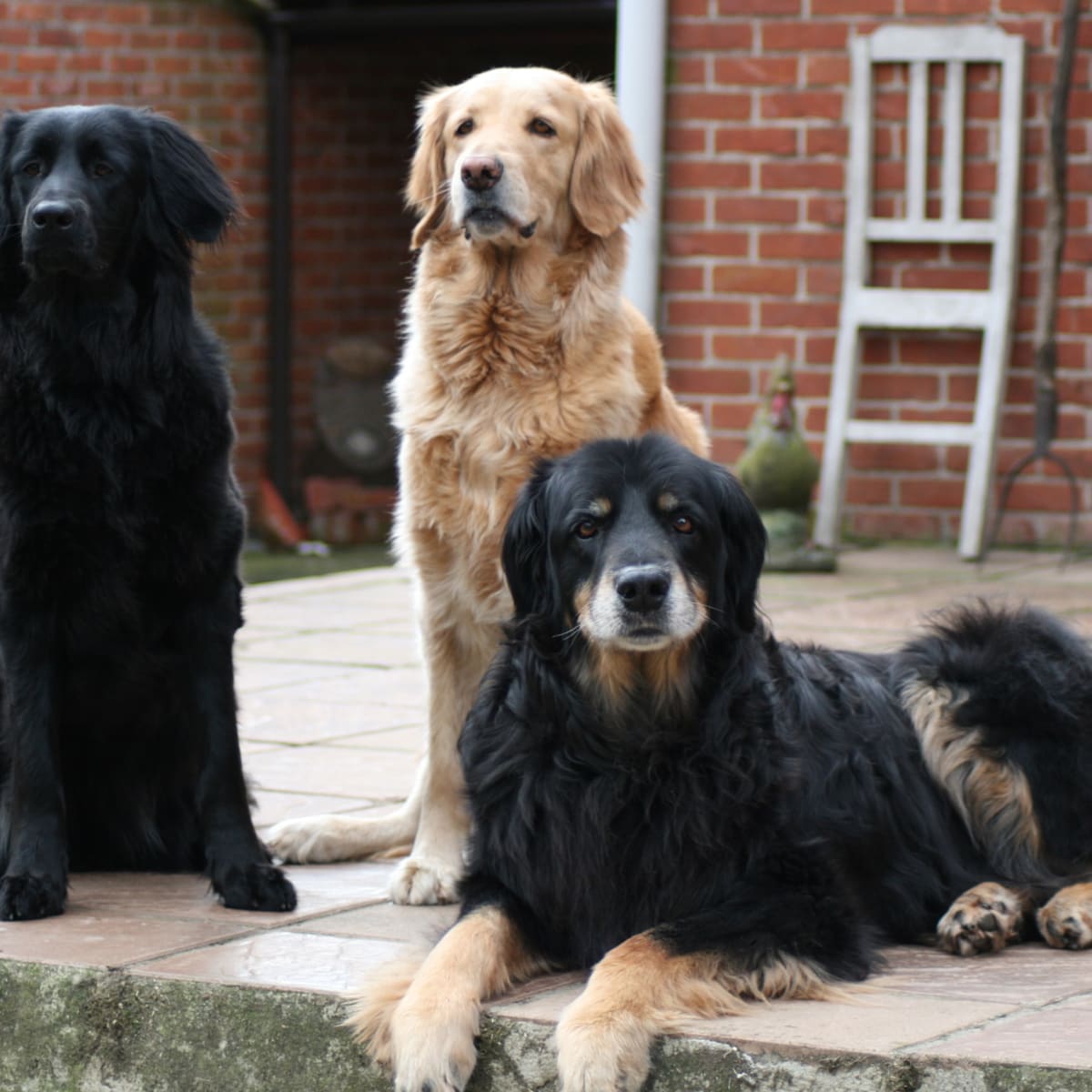 The Difference Between A Golden Retriever And A Hovawart Hubpages