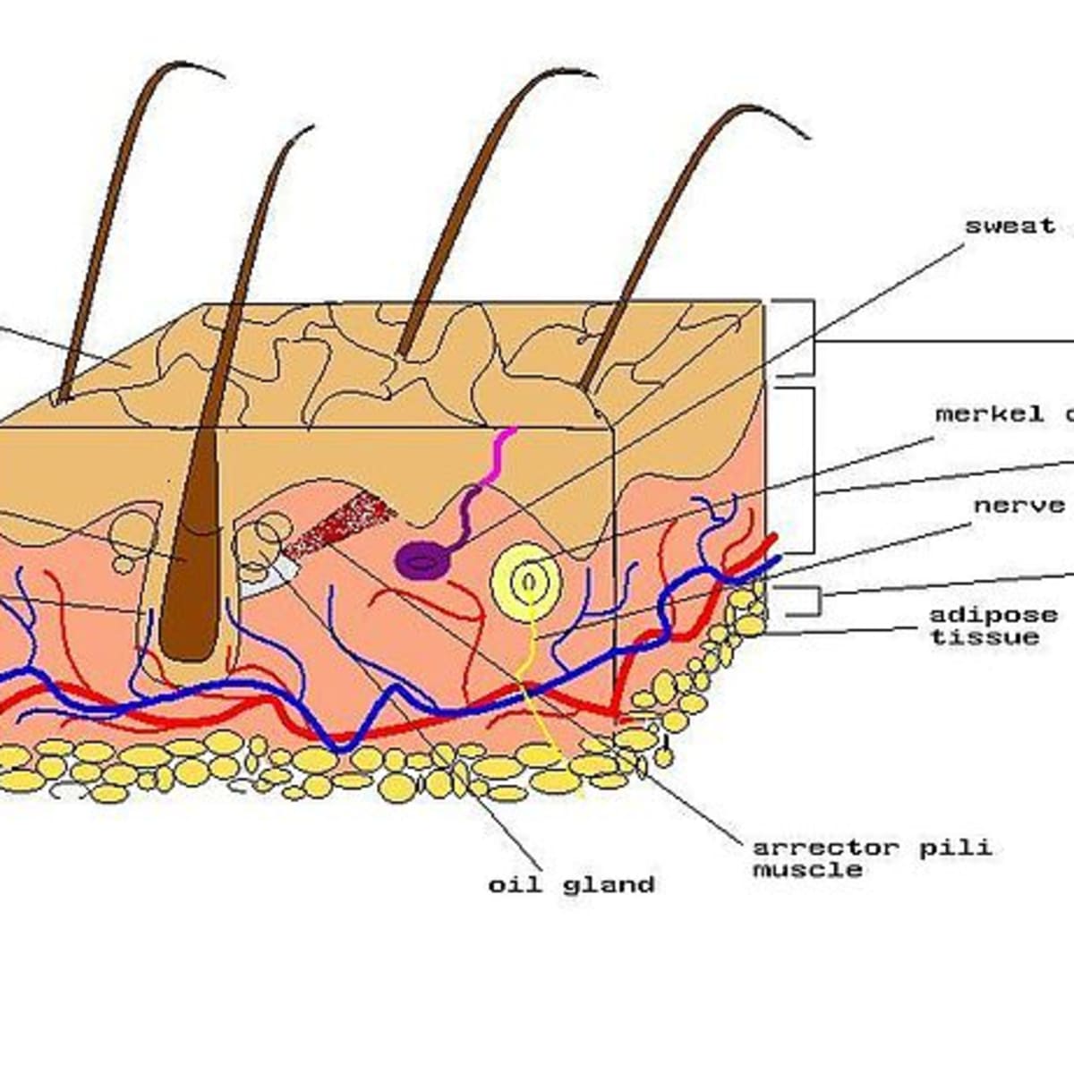 fordyce spots cream for shaft