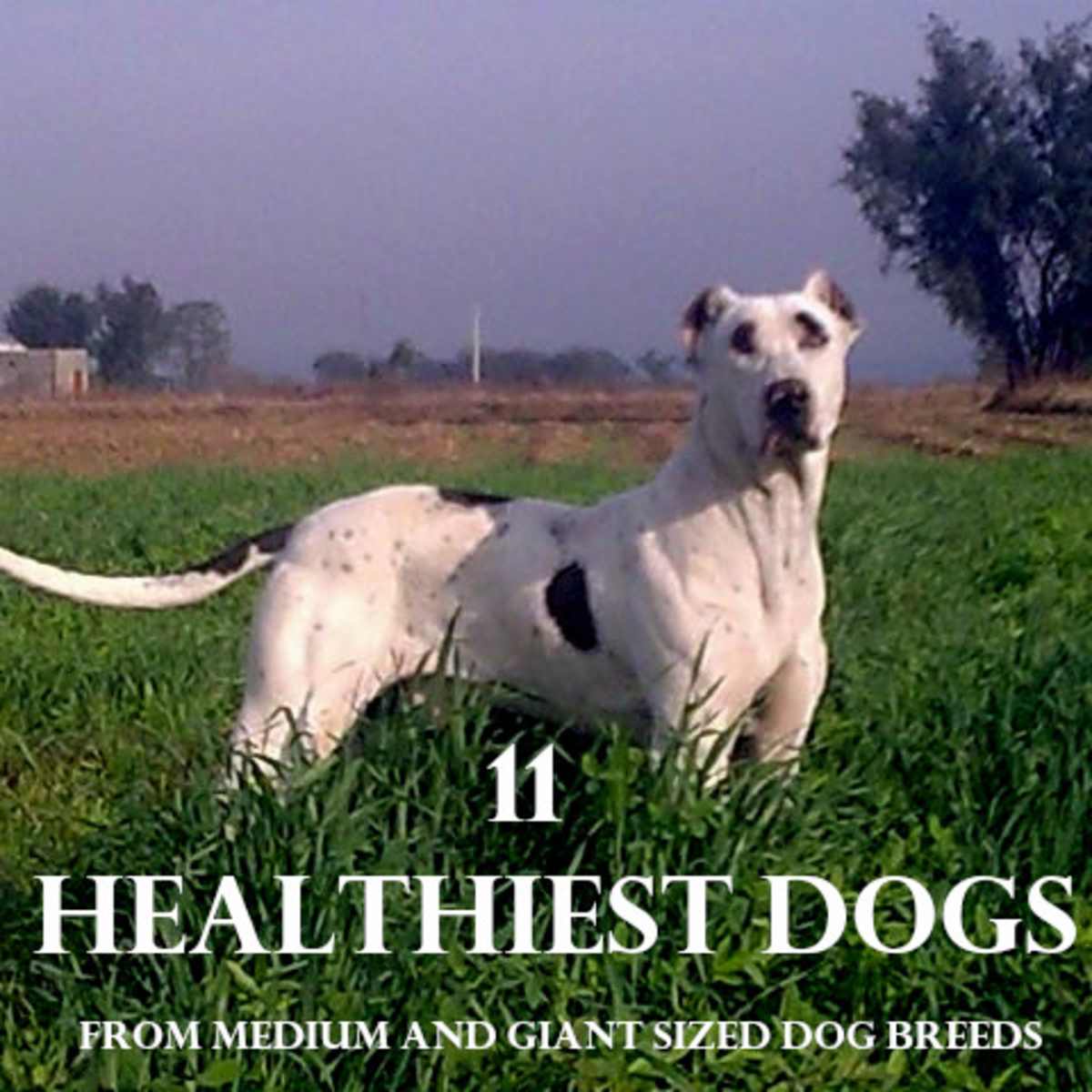 Healthier Than Purebreds Healthiest Mixed Dog Breeds Healthiest