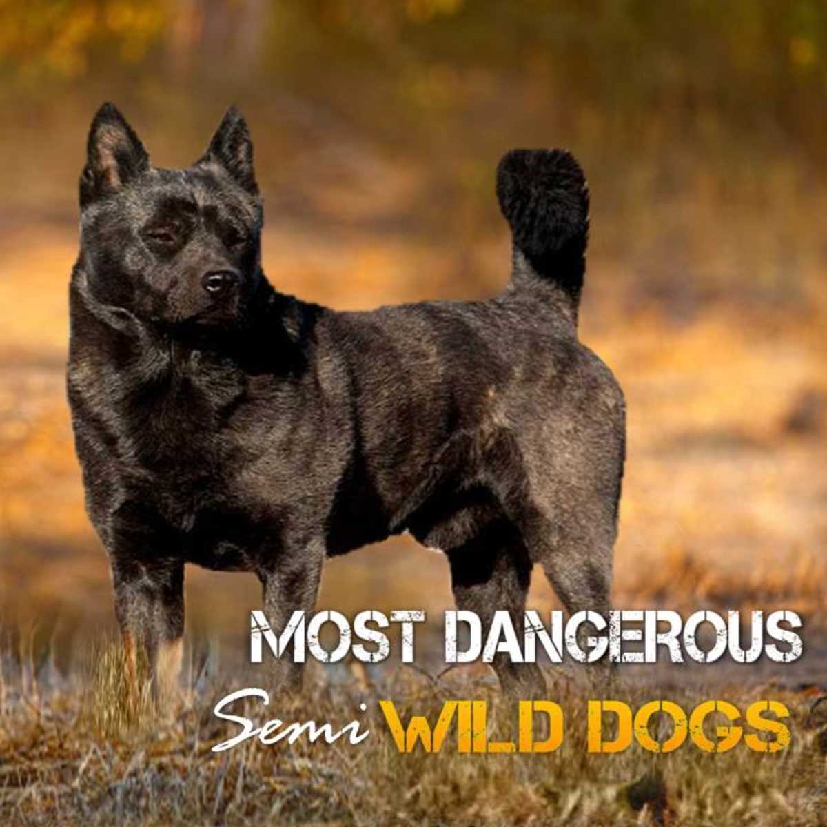 most dangerous wild dog