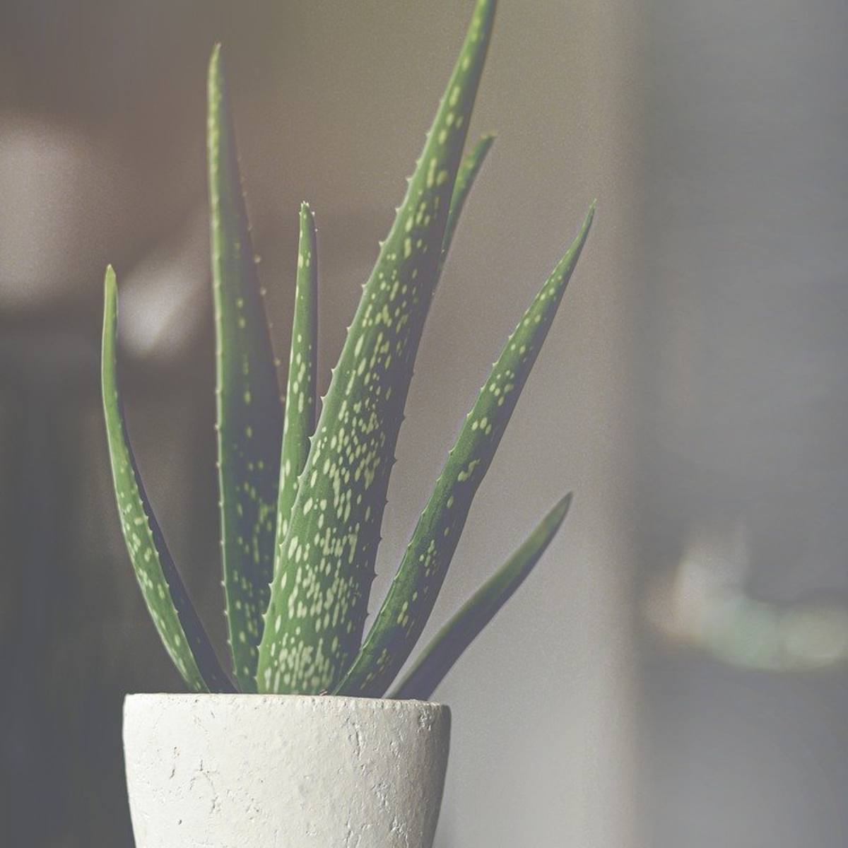 10 Indoor Air Purifier Plants To Decorate Your House From Within Hubpages