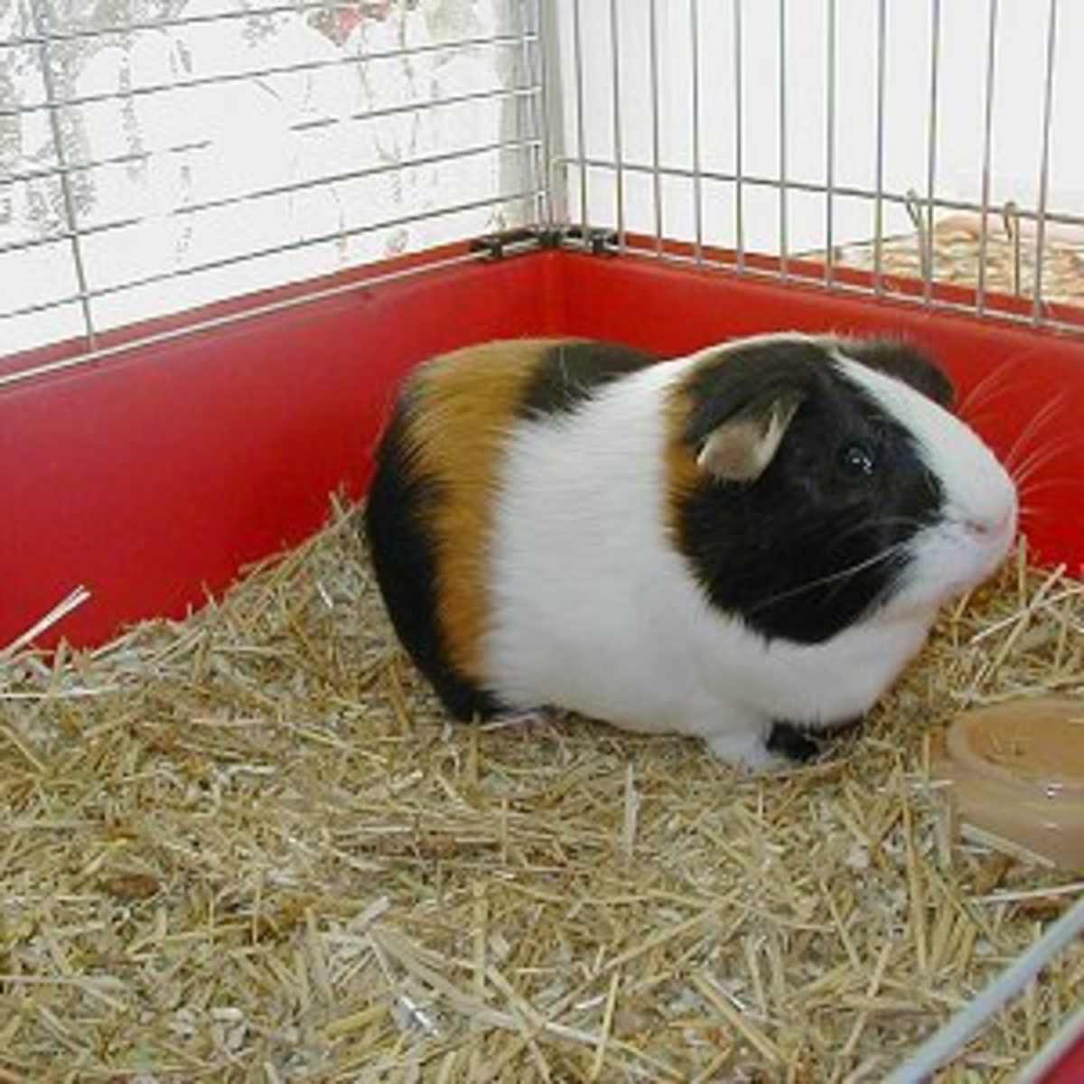 cedar for guinea pigs