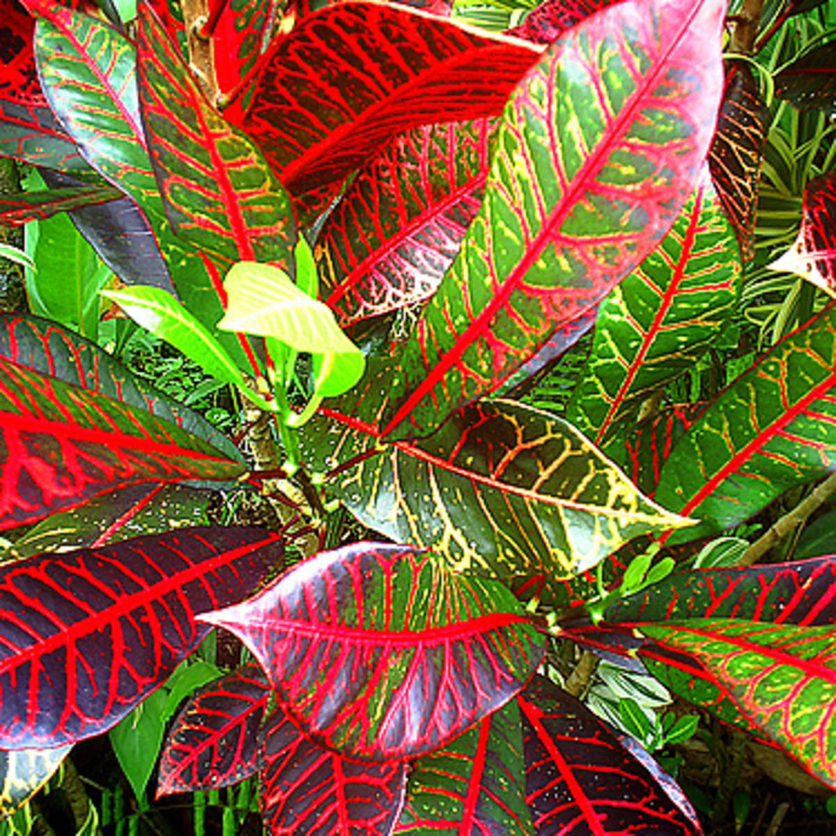 rhododendron dünger kaufen Rhododendron Dünger - Mineralischer NPK Flüssigdünger mit Stickstoff main image 1