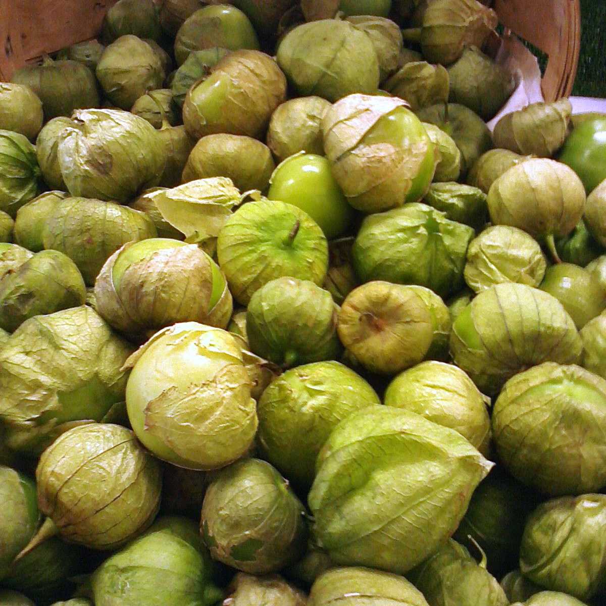 Similarities And Differences Between Tomatillos And Green Tomatoes Hubpages