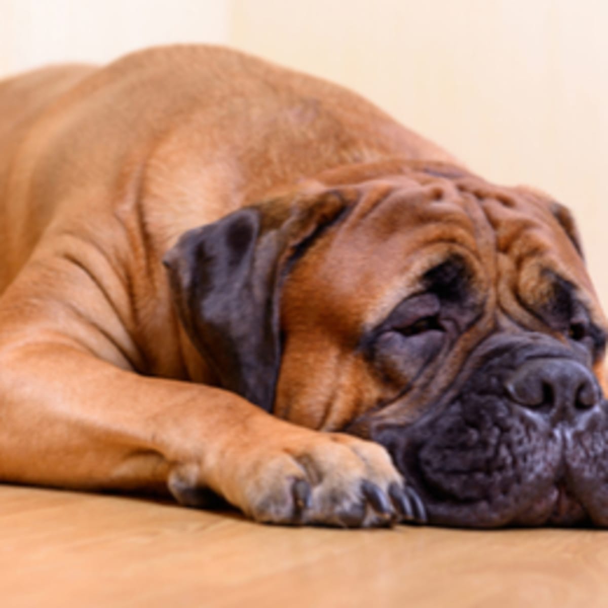 Top Five Dog Breeds For The Lazy Owners Hubpages