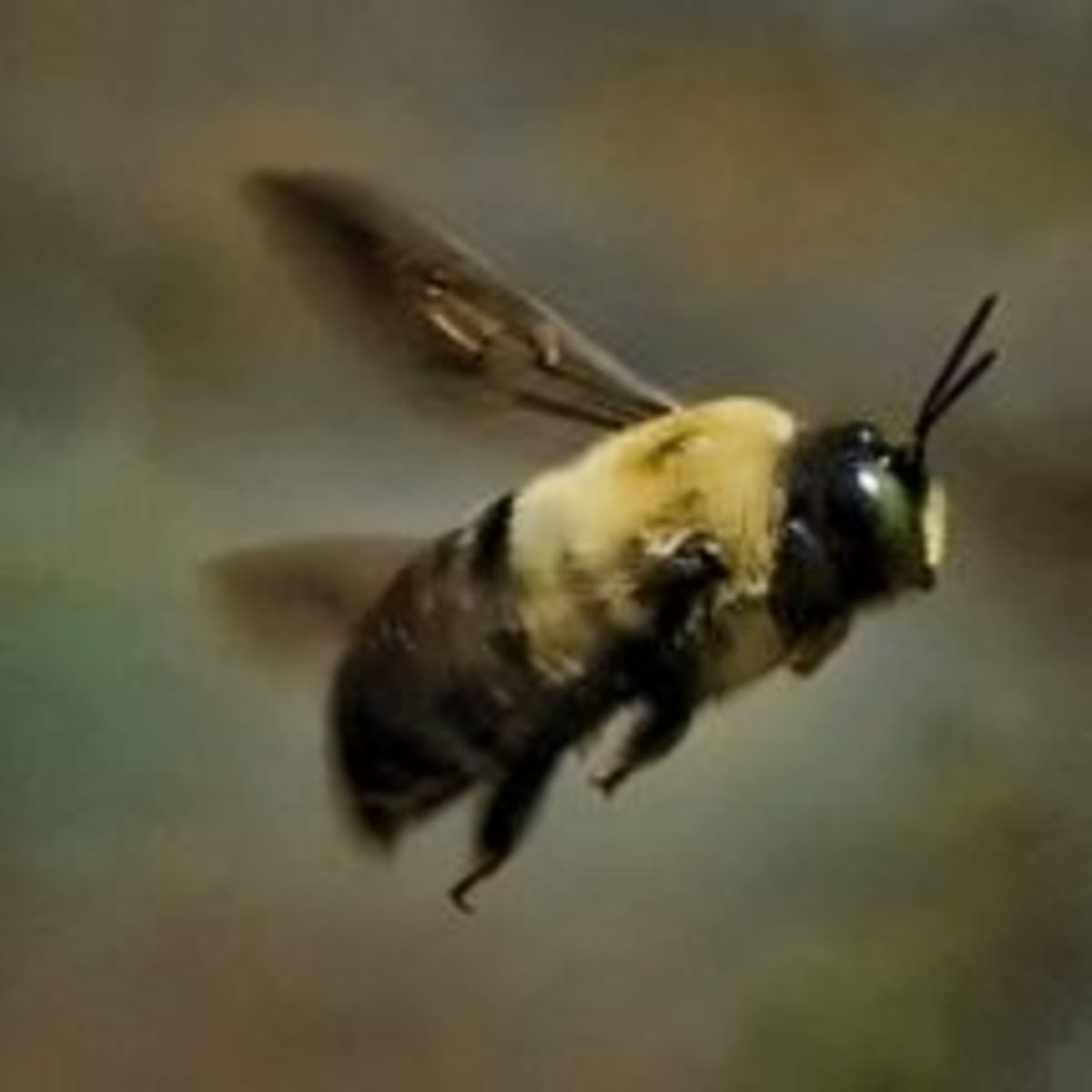 How To Get Rid Of Carpenter Bees Hubpages