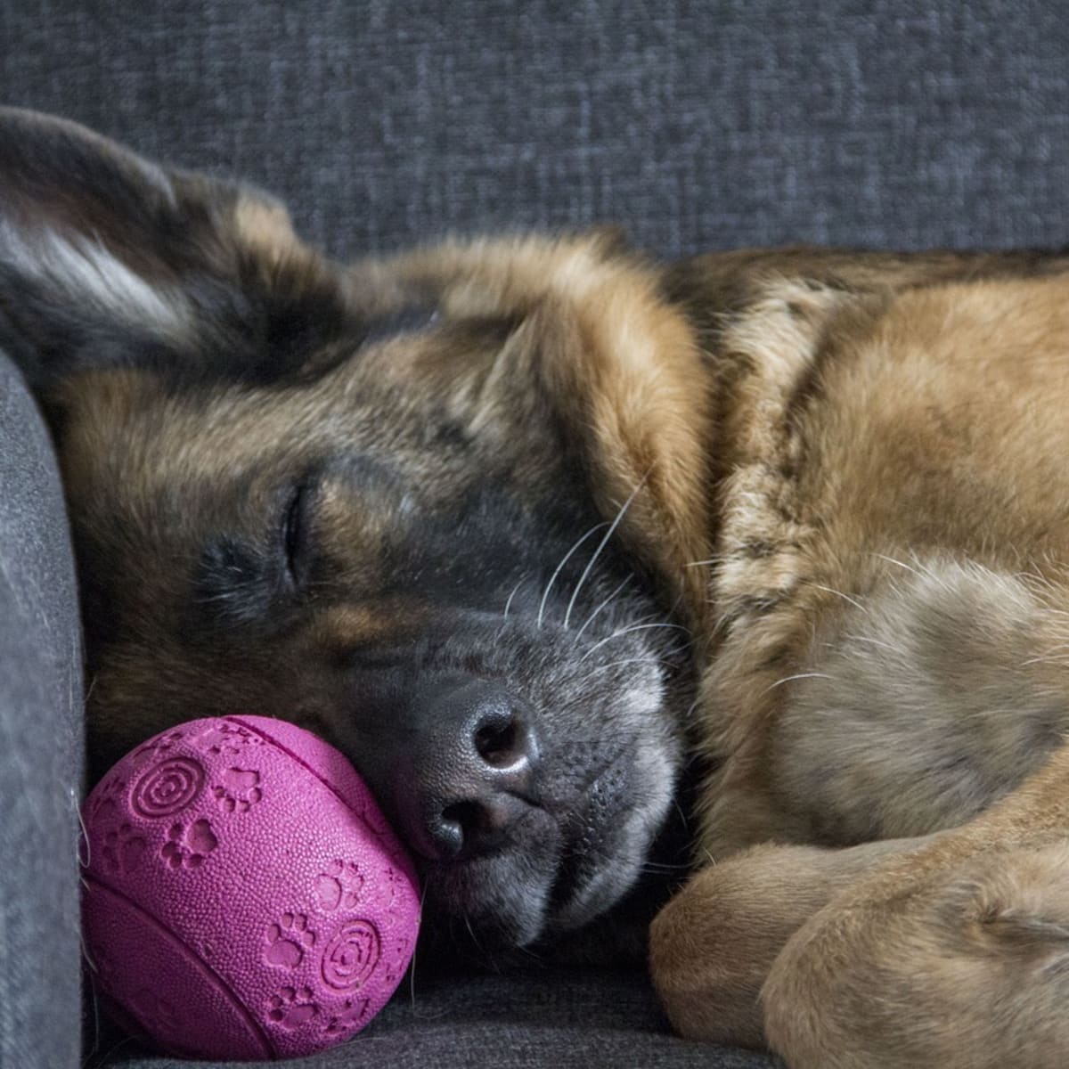 puzzle toys for german shepherds