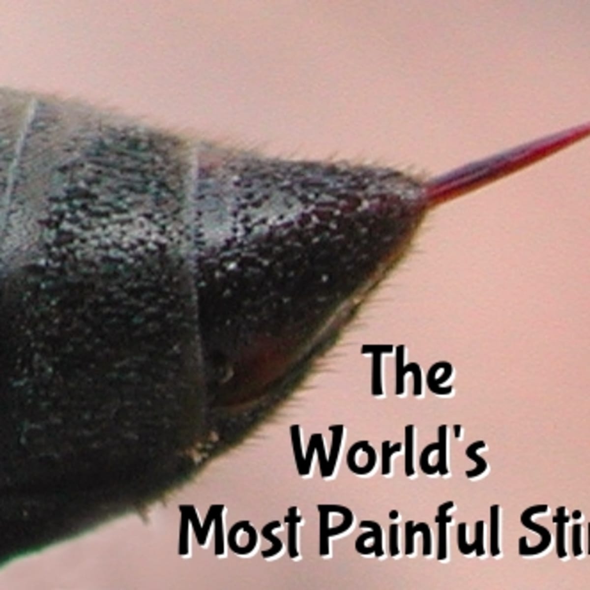 What insect has the most painful sting in the world What Are The Most Painful Stings Owlcation