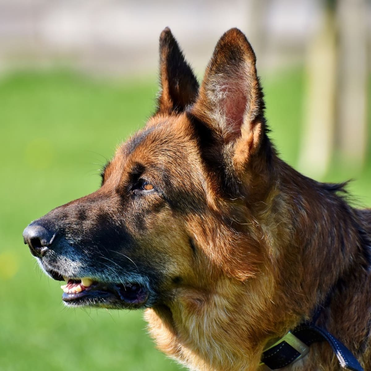 e collar for german shepherd