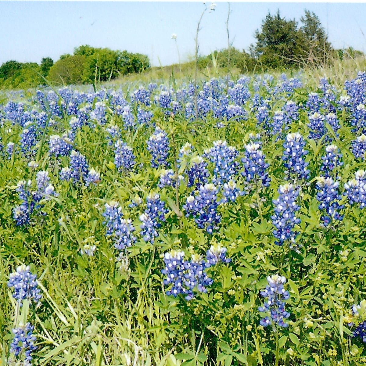 Bluebonnets And Texas Wildflowers In The Spring Lady Bird Johnson S Legacy Wanderwisdom Travel