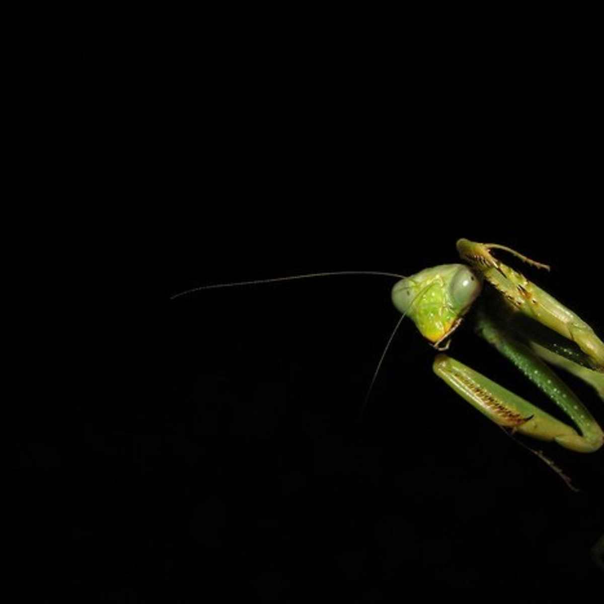 How To Care For A Pet Praying Mantis Pethelpful