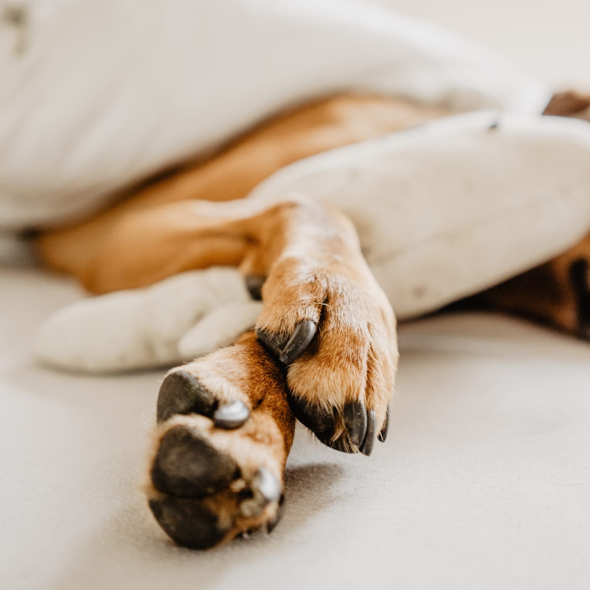 dog paw split open