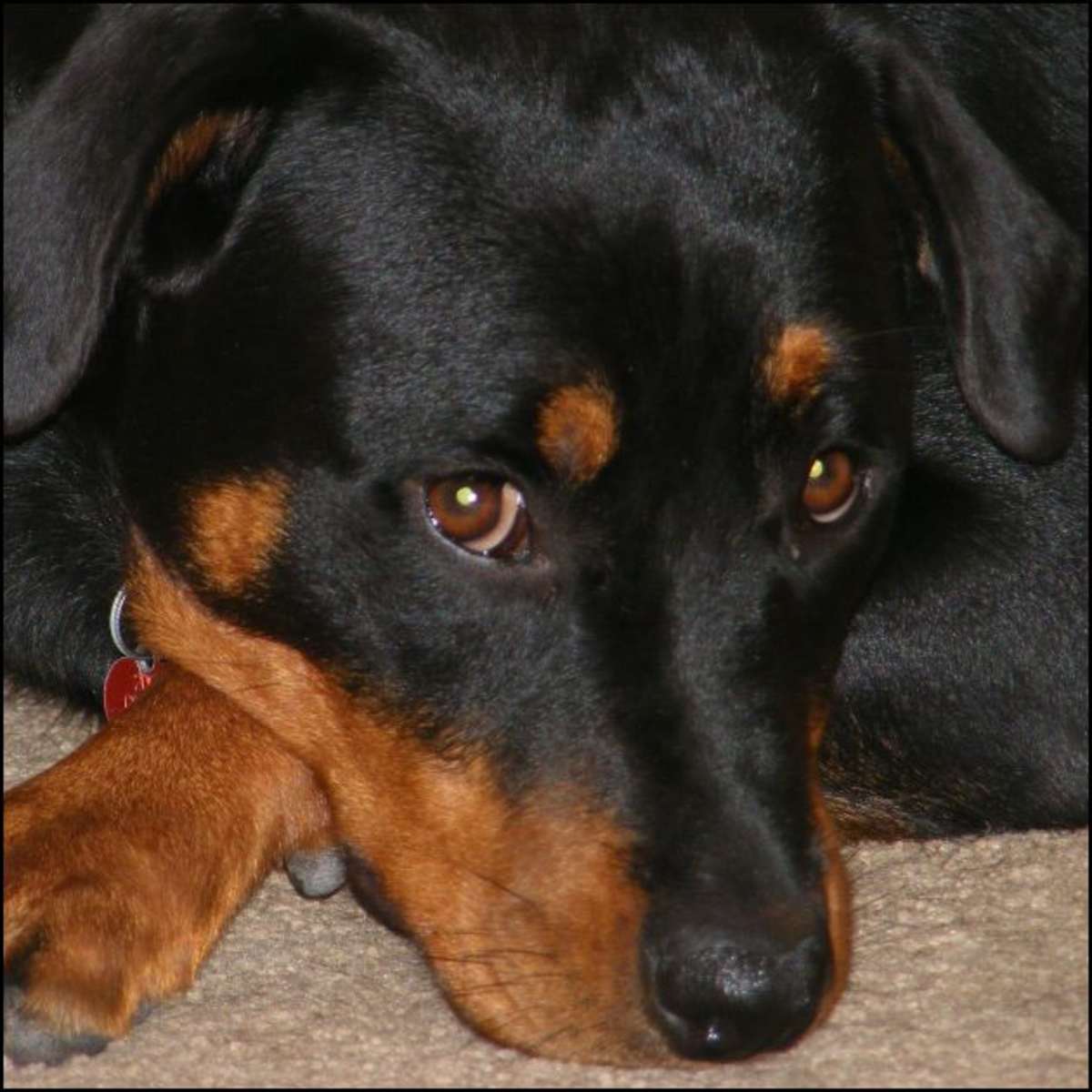 Why Hitting Dogs Is Unacceptable Pethelpful