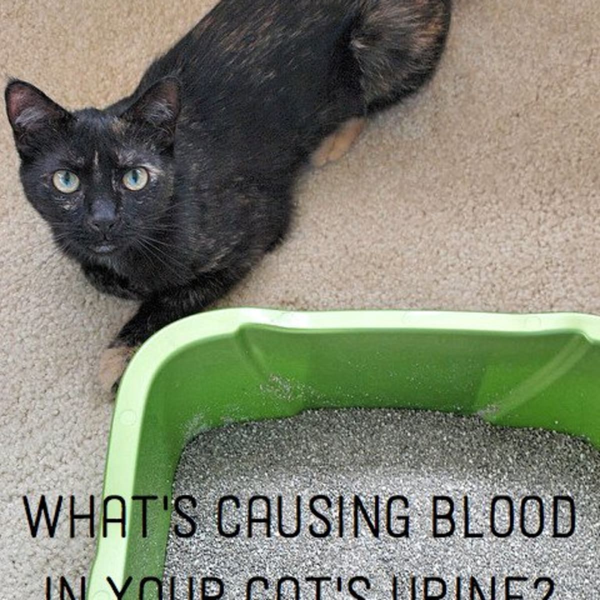 Causes Of Blood In Cat Urine Pethelpful By Fellow Animal Lovers And Experts