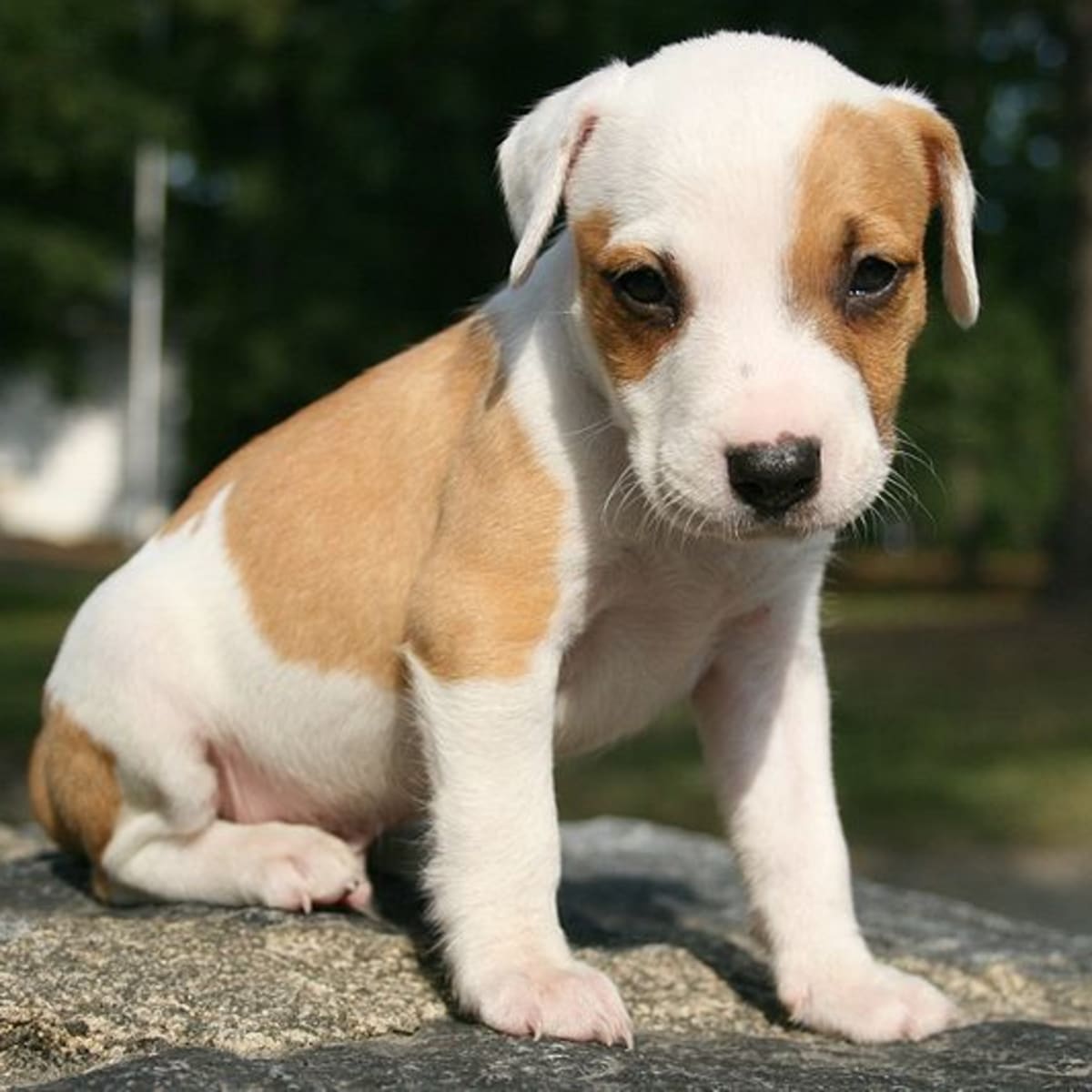 how to train a puppy to stay by your side