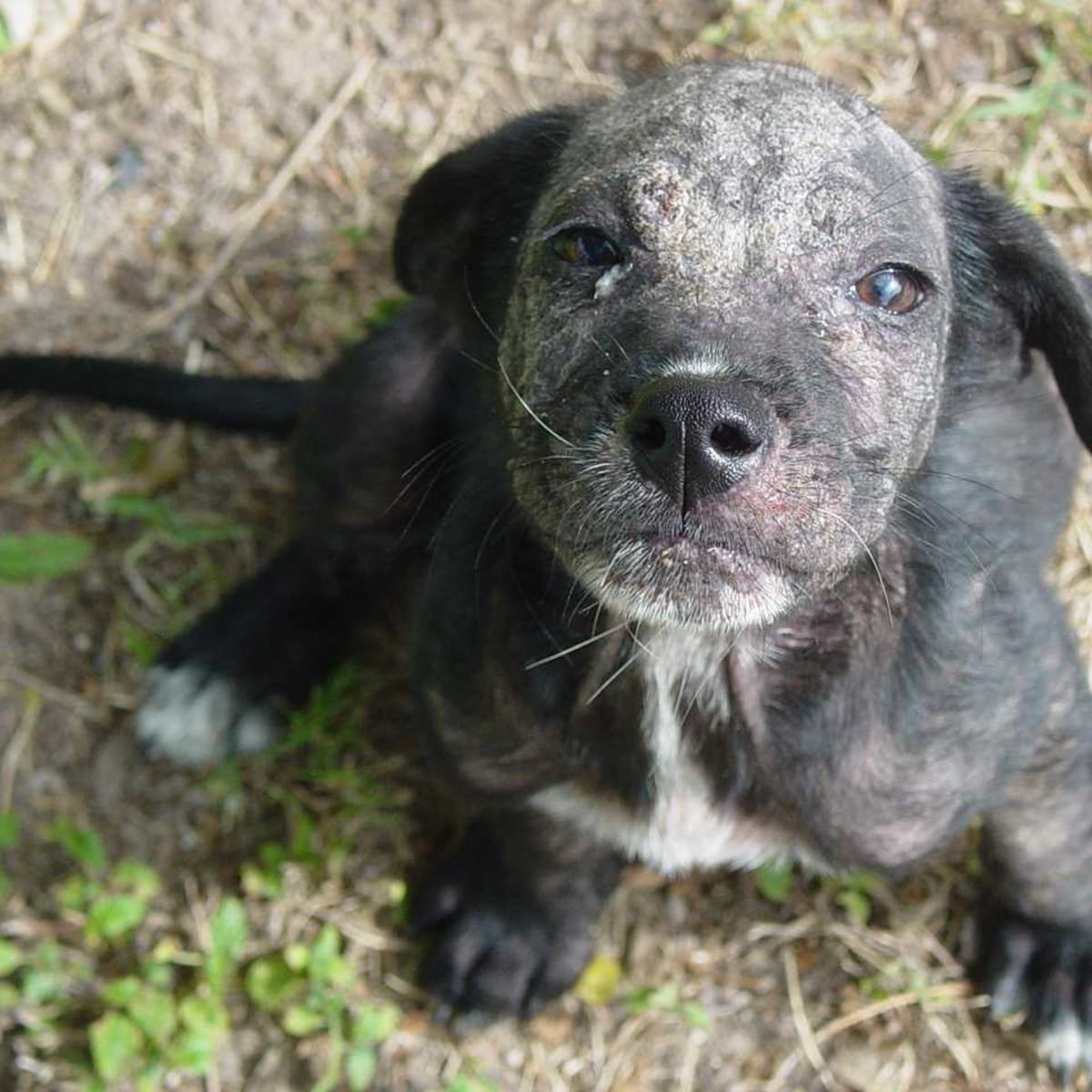 sarcoptic mange in dogs home treatment