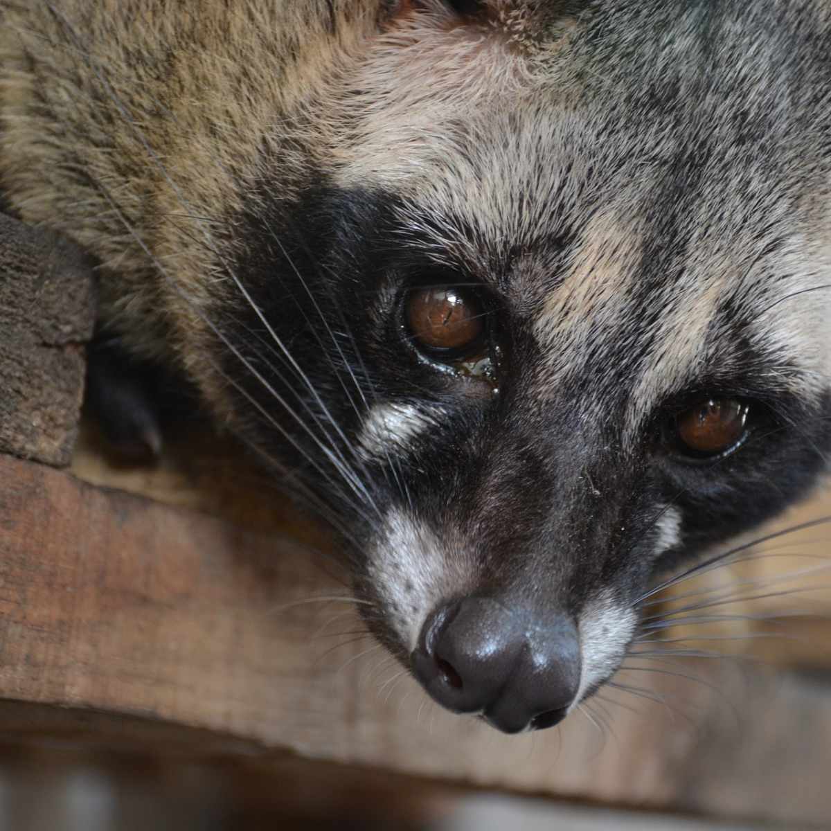 The Civet Cat: An Endangered Species That Lives in the Rain Forest -  HubPages