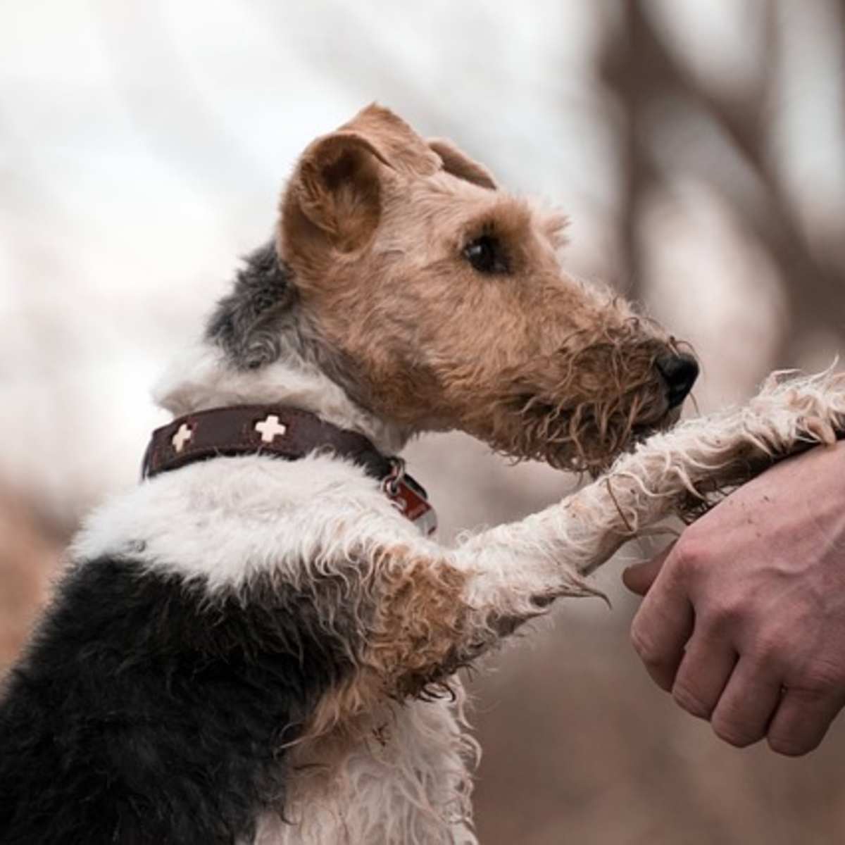 How To Stop Dogs From Pawing And Scratching People Pethelpful