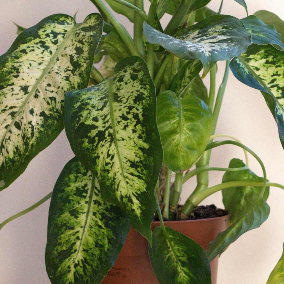How to Propagate a Dieffenbachia Plant Using Cuttings - HubPages
