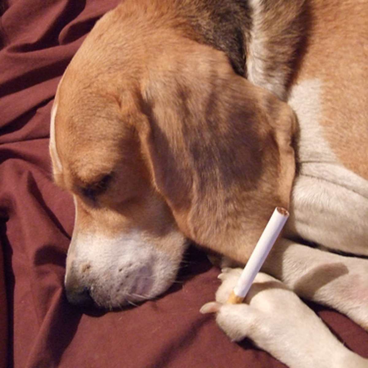 cigarette etf cigarette etf Philip Morris' Earnings Release Puts Spotlight on Staple ETFs