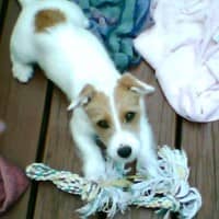 Facts About Jacks: All About Jack Russell Terriers - PetHelpful