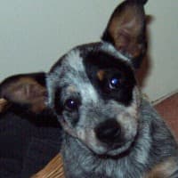 Anybody else's Cattledog carry their toys around and use them as pillows? :  r/AustralianCattleDog