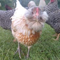 Building a Foundation Flock to Raise Backyard Chickens - PetHelpful