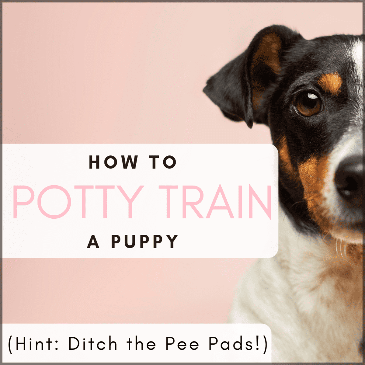 Say No-No to Wee-Wee Pads (How to Potty Train Your Puppy the Right Way) -  PetHelpful