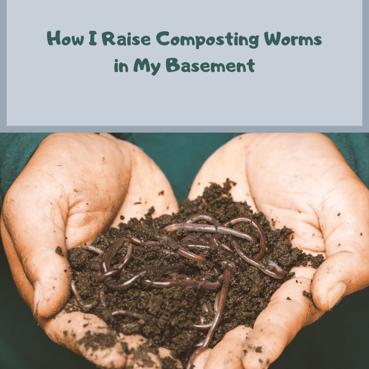 How I Raise Composting Worms in My Basement - Dengarden