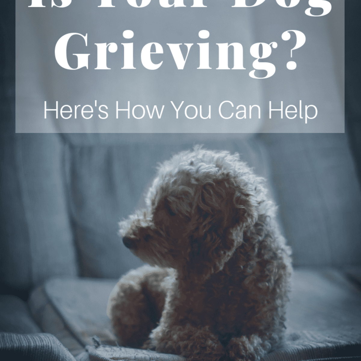 How to Help a Grieving Dog When Their Owner Dies - PetHelpful