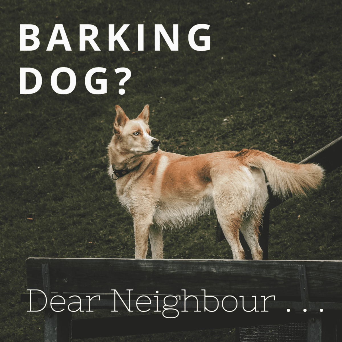 can you complain about a dog barking