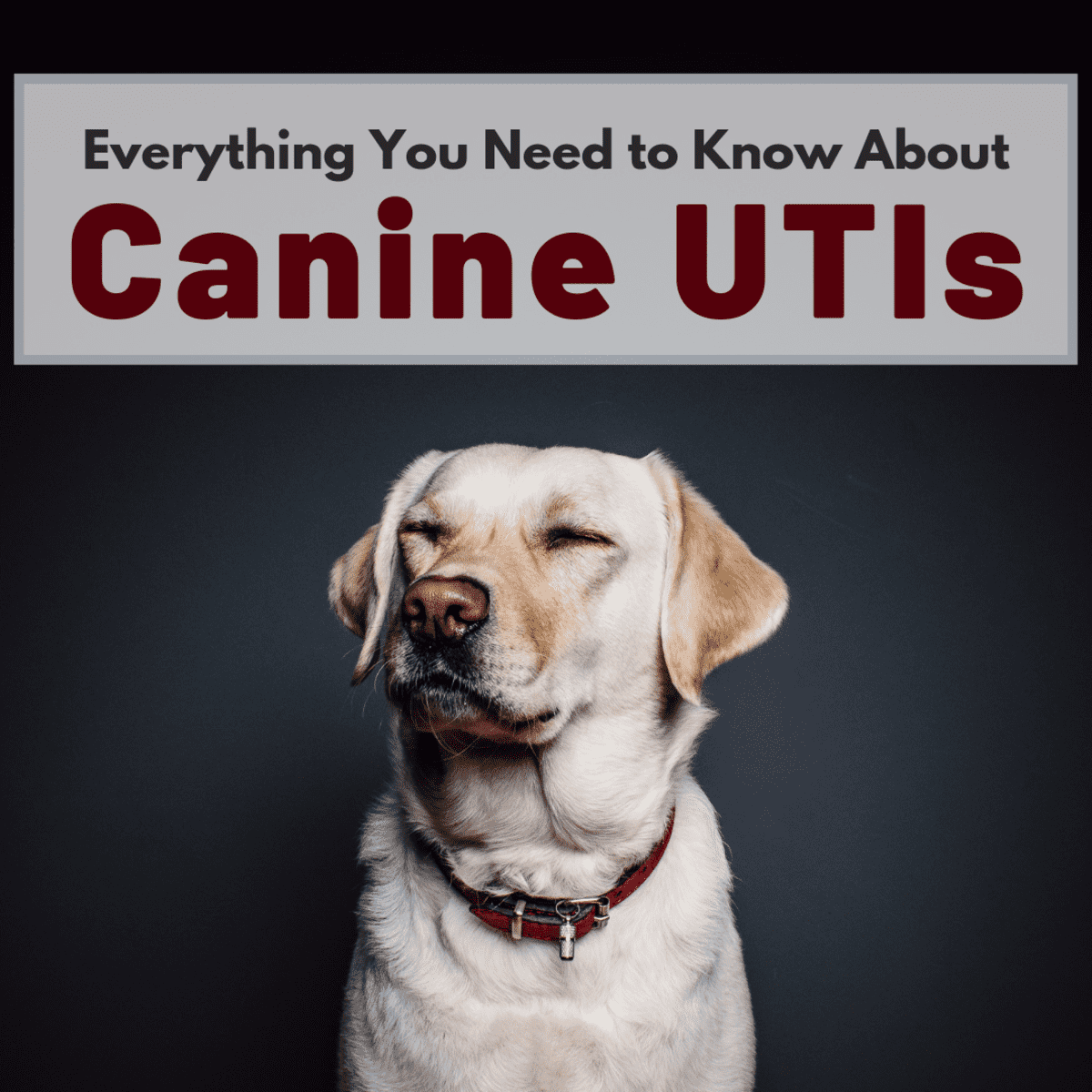 what causes urine infections in dogs