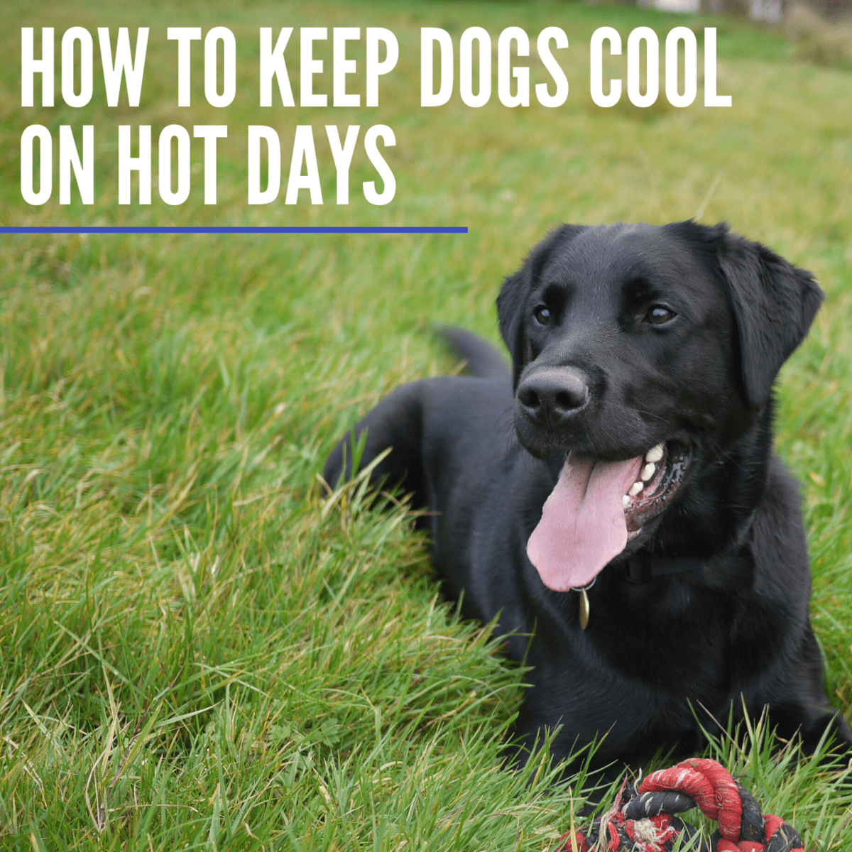 How To Keep A Pet Dog Cool On A Hot Summer Day Pethelpful