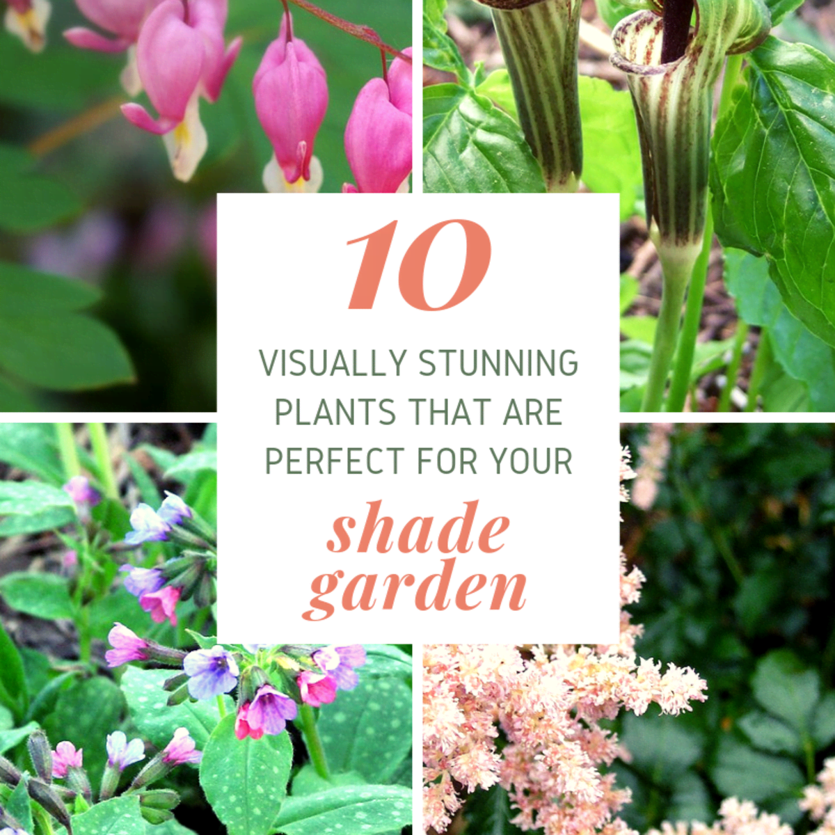 20 Shade Loving Plants for Your Garden   Dengarden