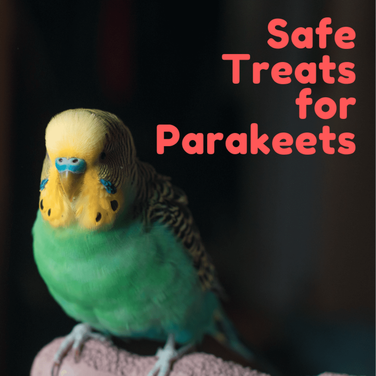 human food for parakeets