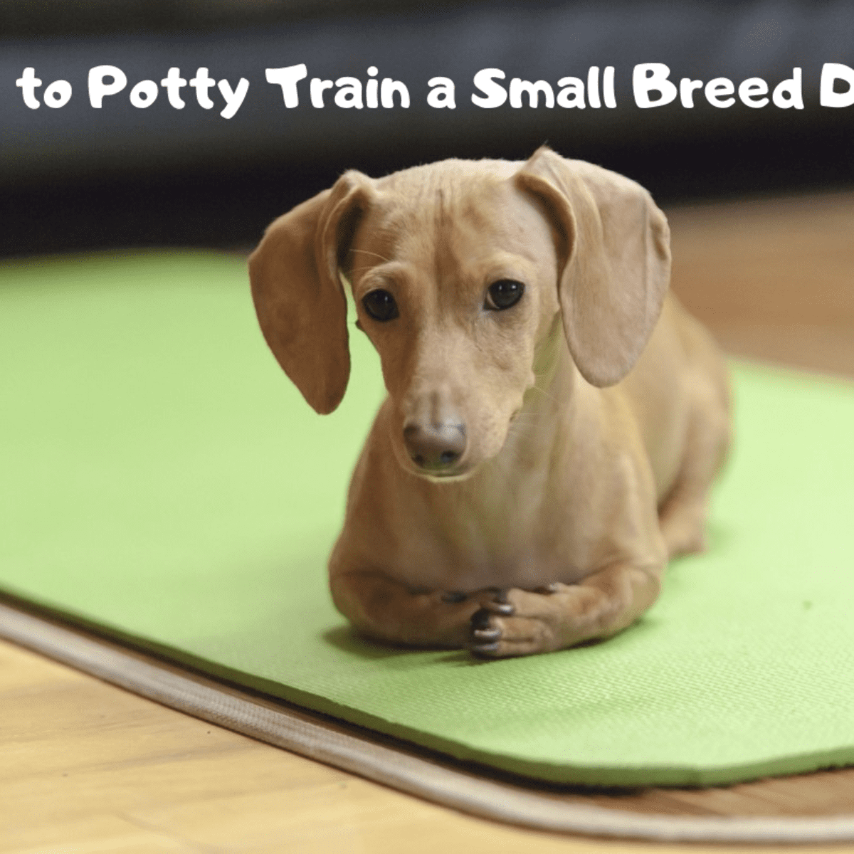 how do you potty train an indoor dog
