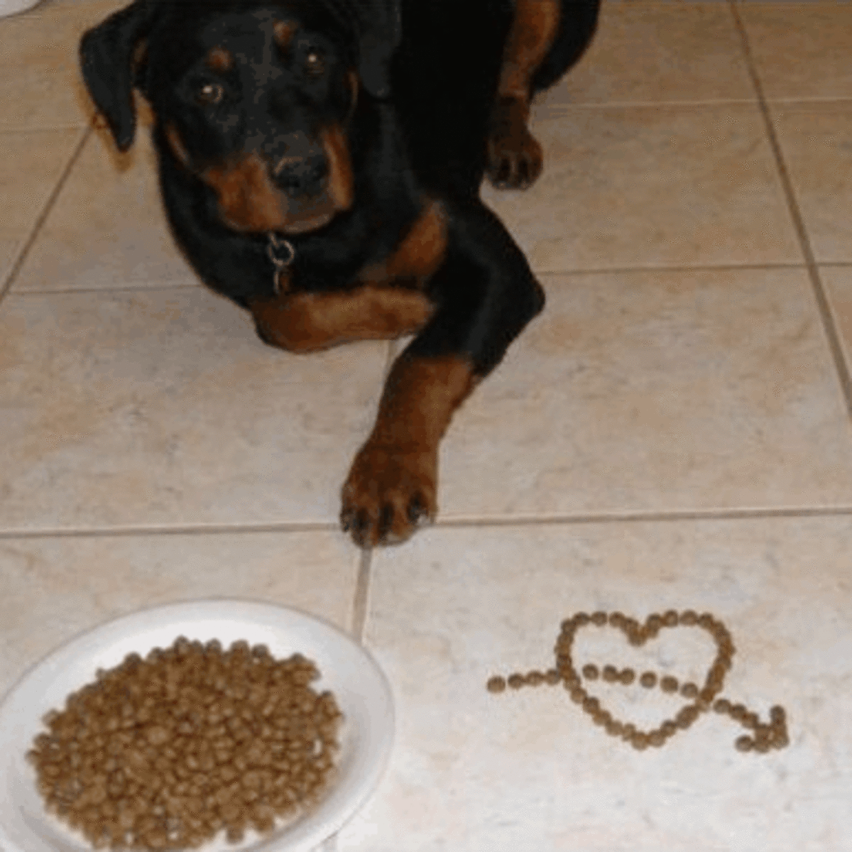 ergo auto pet feeder