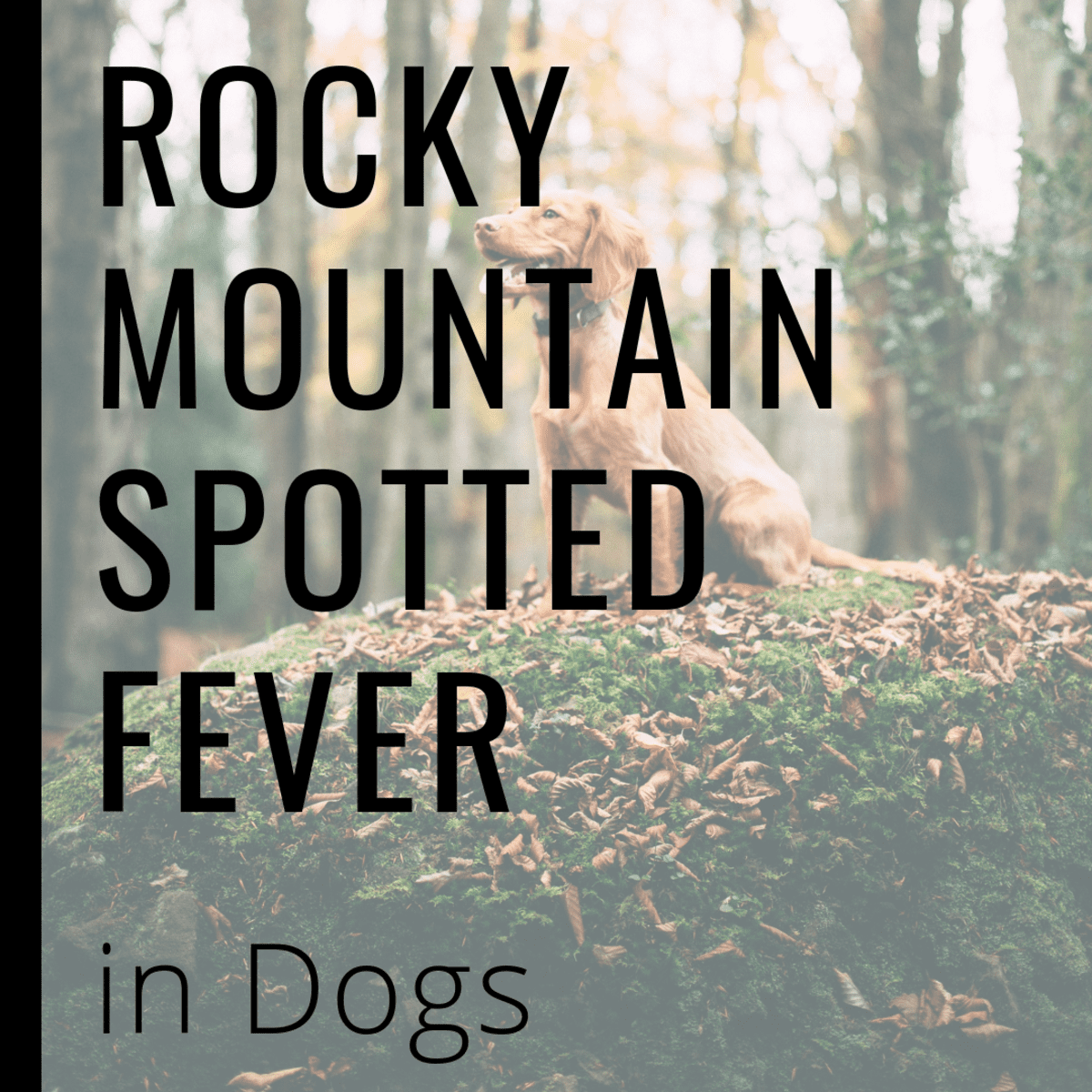 rocky mountain spotted fever rash dog